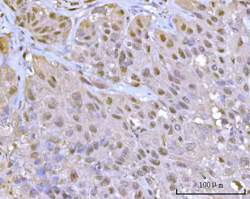 a07591 1 psma1 primary antibodies ihc testing 4