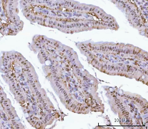 a07591 1 psma1 primary antibodies ihc testing 5