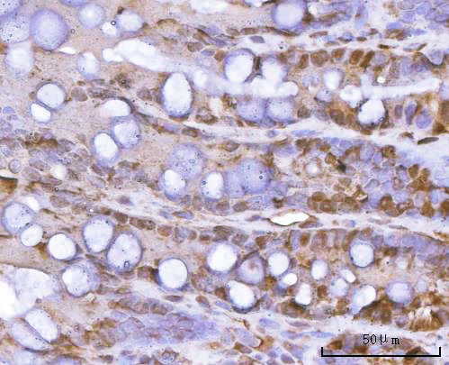 a07591 1 psma1 primary antibodies ihc testing 6