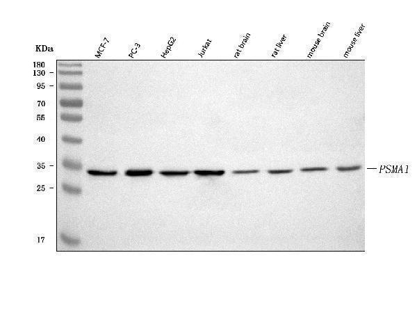 Western blot analysis of PSMA1 using anti-PSMA1 antibody (A07591-1)