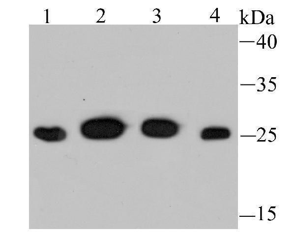 a07591 psma1 primary antiboties wb testing 1