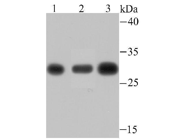 a07591 psma1 primary antiboties wb testing 2