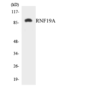 a07593 rnf19a primary antibodies wb testing 1