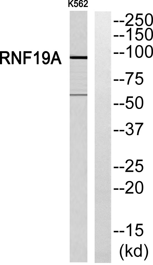 a07593 rnf19a primary antibodies wb testing 2
