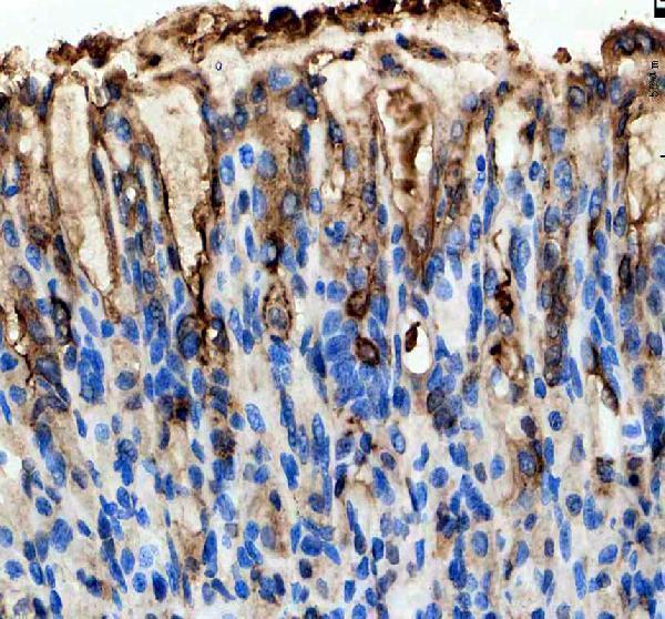 IHC analysis of GKN1 using anti-GKN1 antibody (A07594)