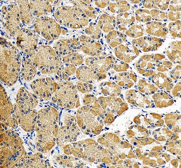 IHC analysis of GKN1 using anti-GKN1 antibody (A07594)