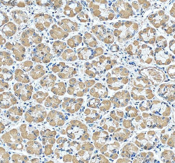 a07594 gkn1 primary antibodies ihc testing 3