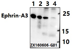 Western blot (WB) analysis of Ephrin-A3 (E196)pAb at 1:500 dillution
Lane1:Hct116 whole cell lysate
Lane2:SK-OVCAR3 whole cell lysate
Lane3:The Brain tissue lysate of Mouse
Lane4:The Brain tissue lysate of Rat