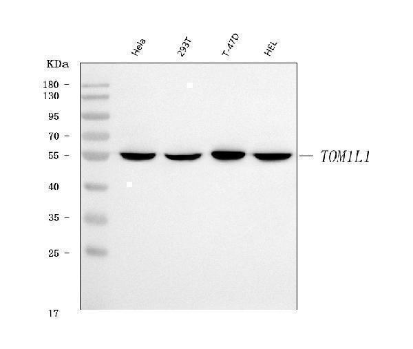  Western blot analysis of TOM1L1 using anti-TOM1L1 antibody (A07598-2)