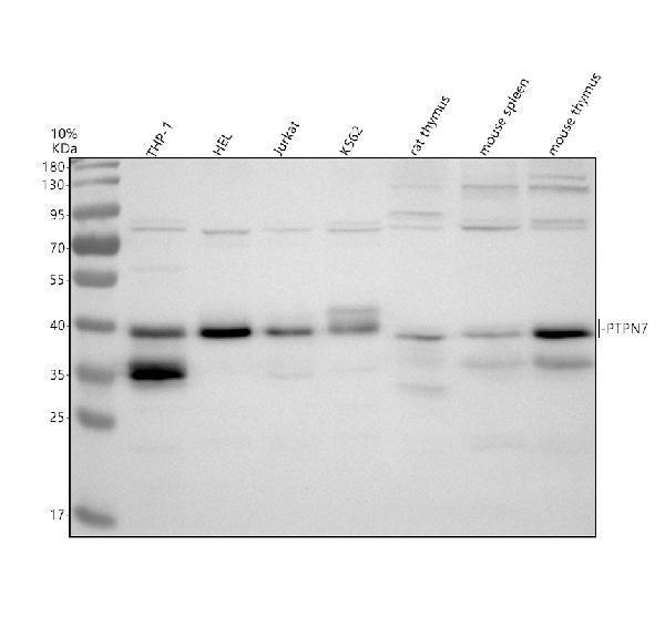 a07600 1 ptpn7 primary antibodies wb testing 1