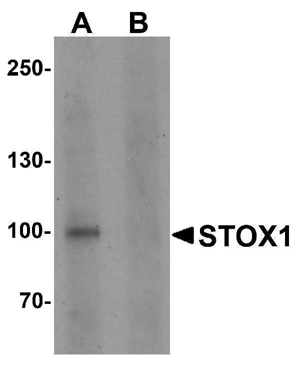 a07602 stox1 primary antibodies wb testing 1