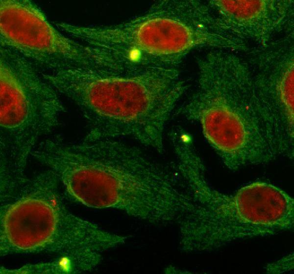 a07604 2 fance primary antibodies if testing 1