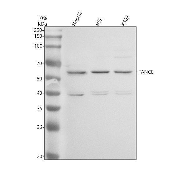 a07604 2 fance primary antibodies wb testing 1