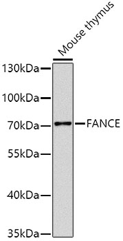 Western blot analysis of extracts of mouse thymus, using FANCE antibody  at 1:1000 dilution