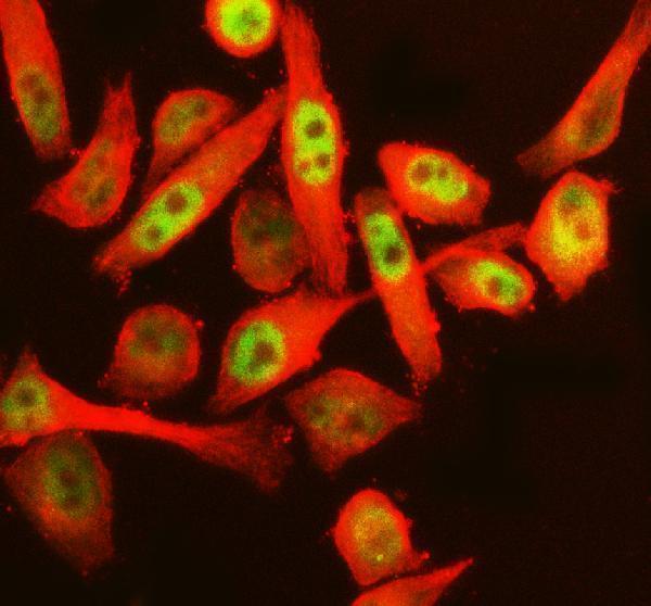  IF analysis of RERE using anti-RERE antibody (A07605-1) and anti-Beta Tubulin antibody (M01857-3)