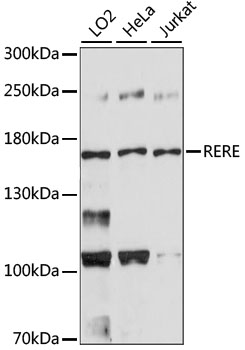 Western blot analysis of extracts of various cell lines, using RERE antibody 
