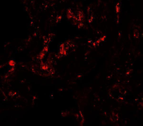 a07609 1 gdf1 primary antibodies if testing 2