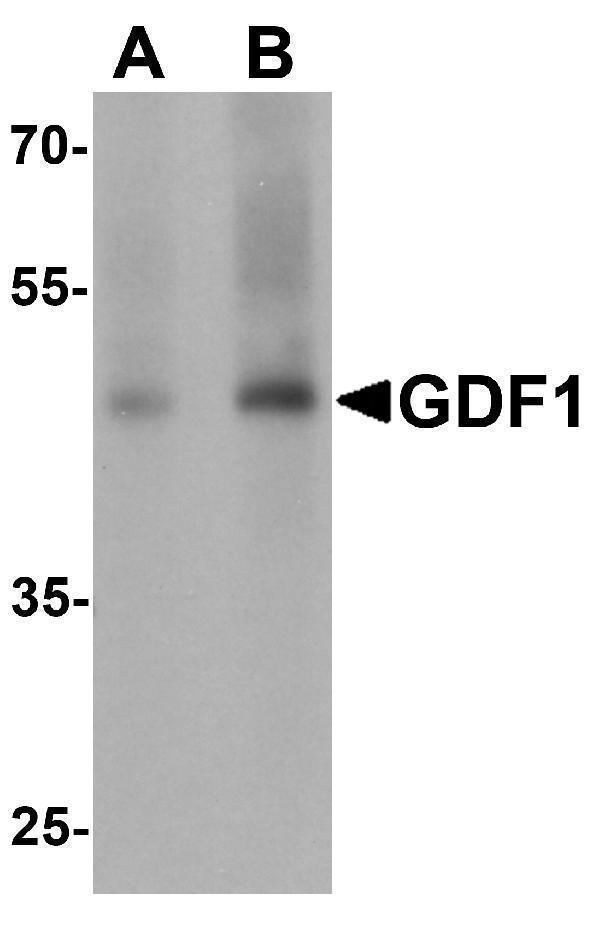 a07609 1 gdf1 primary antibodies wb testing 1