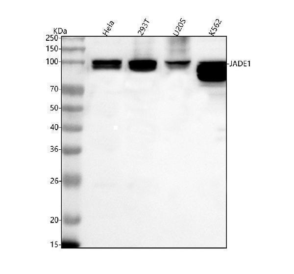  Western blot analysis of PHF17/JADE1 using anti-PHF17/JADE1 antibody (A07611-1)