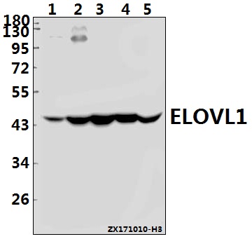 a07612 1 elovl1 primary antiboties wb testing 1