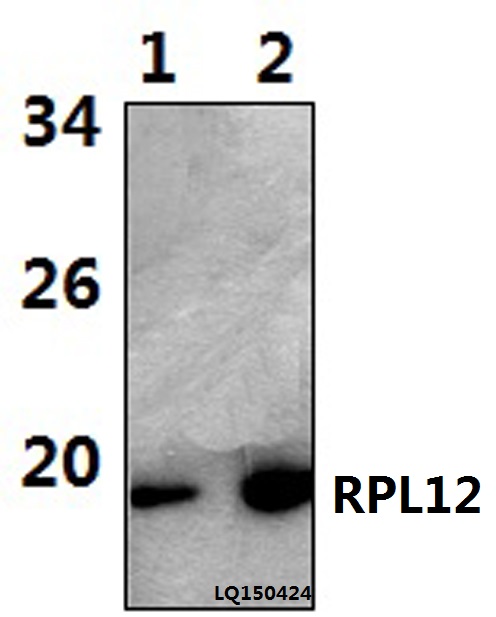 Western blot (WB) analysis of RPL12 (N103) polyclonal antibody at 1:1000 dilution   Lane1:HELA whole cell lysate(42ug)   Lane2:HEK293T whole cell lysate(56ug) 