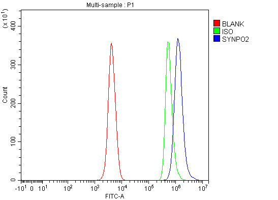  Flow Cytometry analysis of SH-SY5Y cells using anti-SYNPO2 antibody (A07616-1)