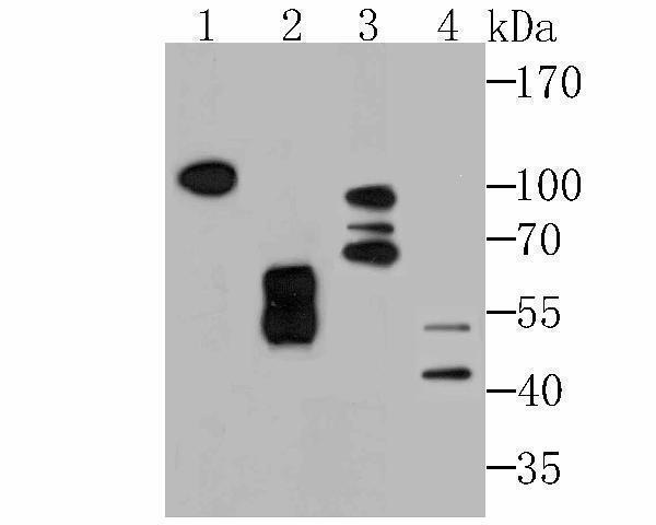 a07617 kdelr1 primary antiboties wb testing 1