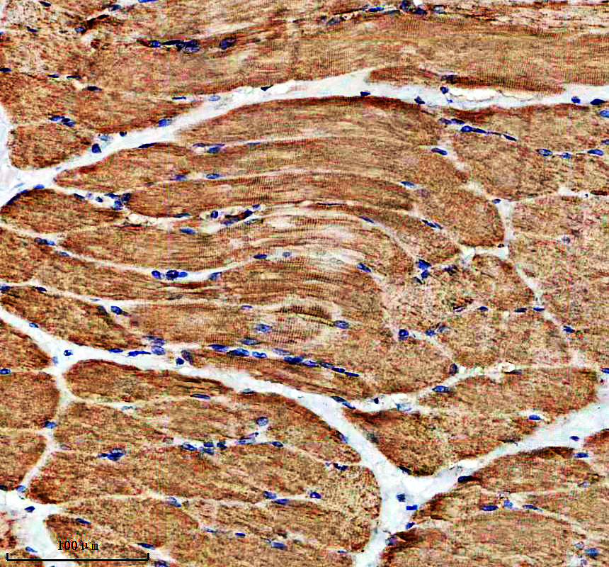 IHC analysis of GYG1 using anti-GYG1 antibody (A07618-2)