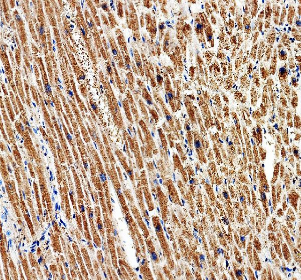 IHC analysis of GYG1 using anti-GYG1 antibody (A07618-2)