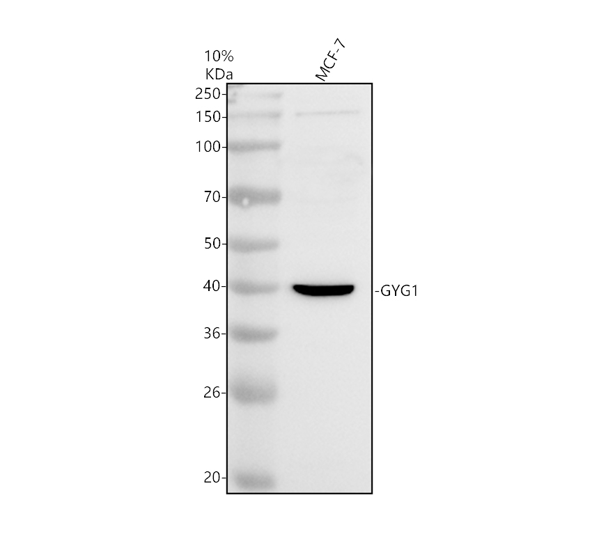Western blot analysis of GYG1 using anti-GYG1 antibody (A07618-2)