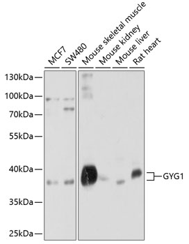 a07618 gyg1 primary antiboties wb testing 1