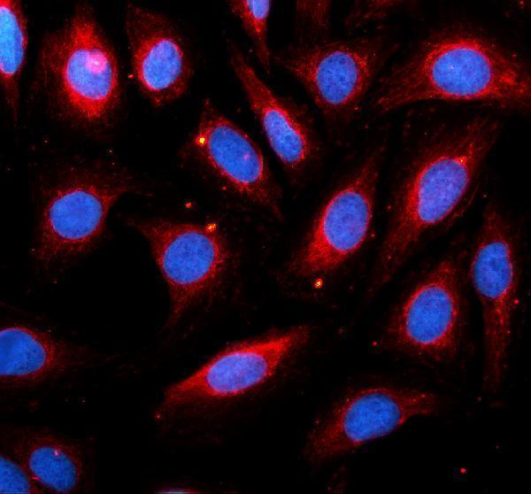 a07620 2 fntb primary antibodies if testing 1