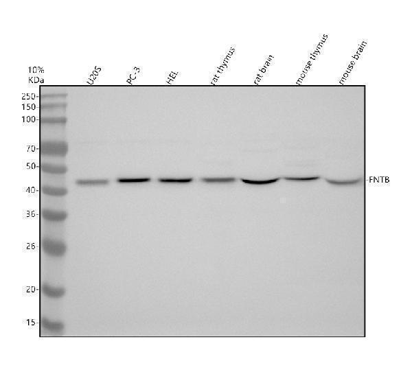 a07620 2 fntb primary antibodies wb testing 1