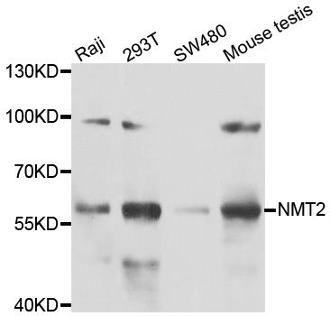 Western blot analysis of extracts of various cell lines, using NMT2 antibody