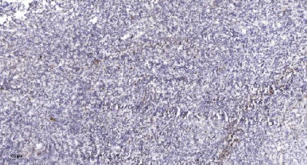 Immunohistochemical analysis of paraffin-embedded human tonsil
