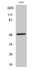 Western blotting validation for Anti-NARFL Antibody A07623-1
Western Blot (WB) analysis of specific cells using NARFL polyclonal antibody