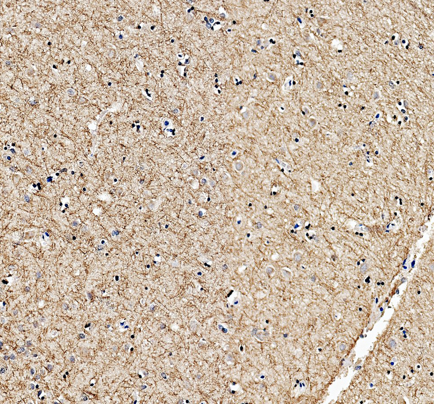 a07624 1 nisch primary antibodies ihc testing 1