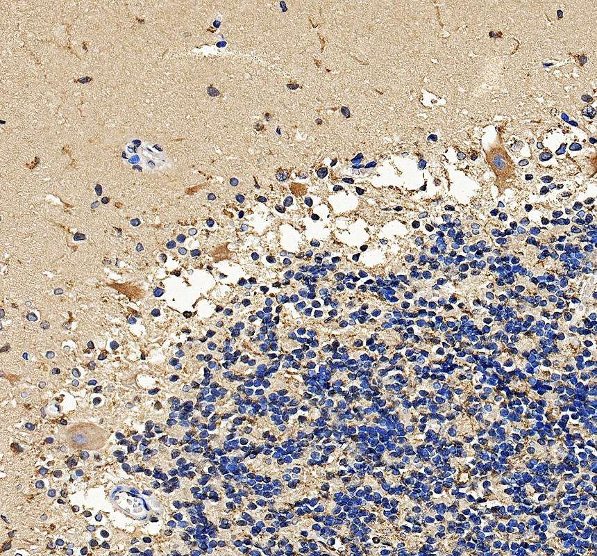 a07624 1 nisch primary antibodies ihc testing 2