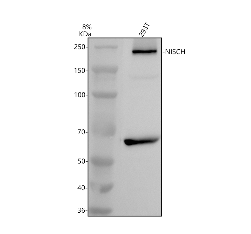 a07624 1 nisch primary antibodies wb testing 1