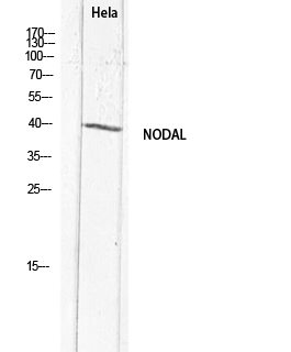 a07627 1 nodal primary antibodies wb testing 2