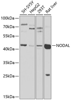 a07627 nodal primary antiboties wb testing 1