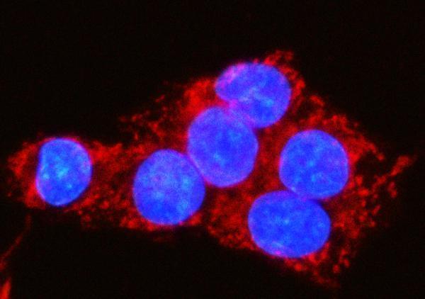 a07628 1 mocs1 primary antibodies if testing 6