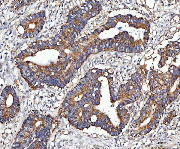 a07628 1 mocs1 primary antibodies ihc testing 3