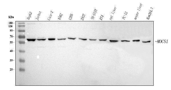 a07628 1 mocs1 primary antibodies wb testing 1