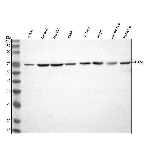 a07628 2 mocs1 primary antibodies wb testing 1