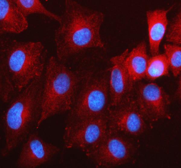 a07629 1 limd1 primary antibodies if testing 1