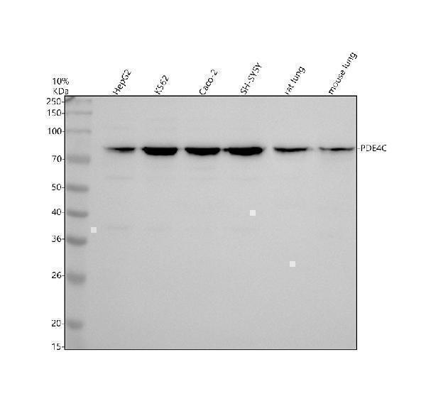 Western blot analysis of PDE4C using anti-PDE4C antibody (A07630-3)