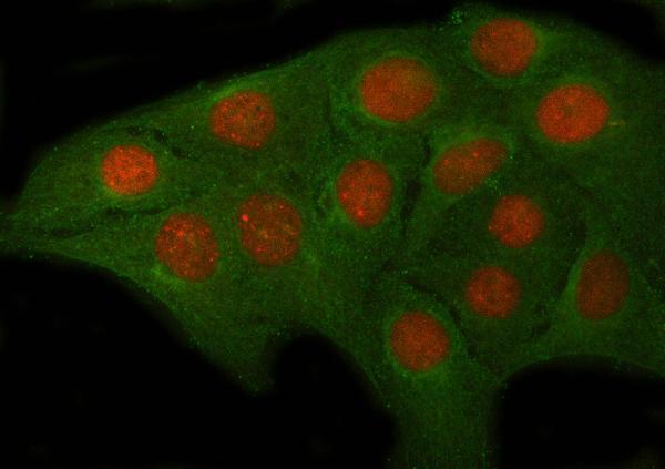  IF analysis of OVOL2 using anti-OVOL2 antibody (A07631-2) and anti-Tubulin Alpha antibody (M03989-3)