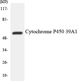Western blot analysis of the lysates from COLO205 cells using Cytochrome P450 2D6 antibody