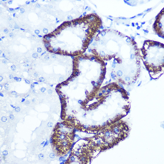 a07636 extl3 primary antiboties ihc testing 2